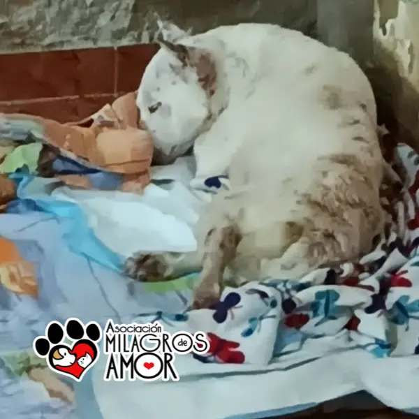 Foto de Iván rescatado 3